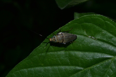 Pachnepteryx signaticollis