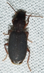 Platytarus bufo
