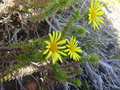 Cullumia setosa