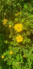 Dasiphora fruticosa