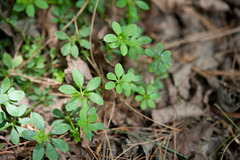 Galium morii