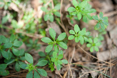 Galium morii