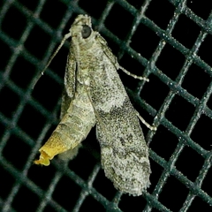Eurythmia