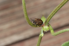 Graphosoma rubrolineatum