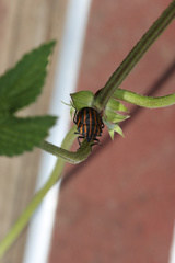Graphosoma rubrolineatum