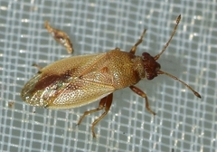 Cymus melanocephalus