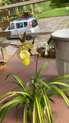 Phragmipedium