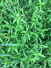 Persicaria hydropiperoides