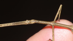 Bacillidae