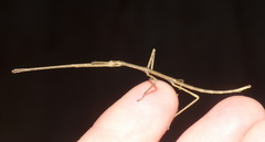 Bacillidae