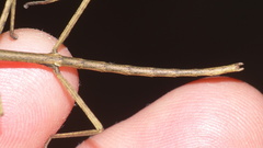 Bacillidae