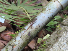 Sphenomorphus indicus