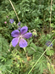 Geranium pratense
