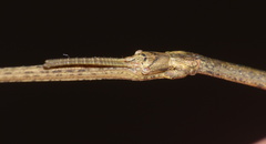 Bacillidae