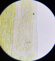 Dicranodontium denudatum