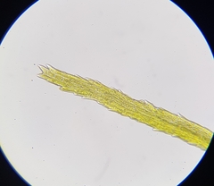 Dicranodontium denudatum
