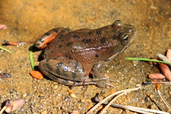Rana pretiosa