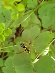 Xanthogramma pedissequum