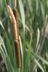 Typha × glauca