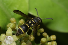 Apodynerus formosensis