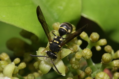 Apodynerus formosensis