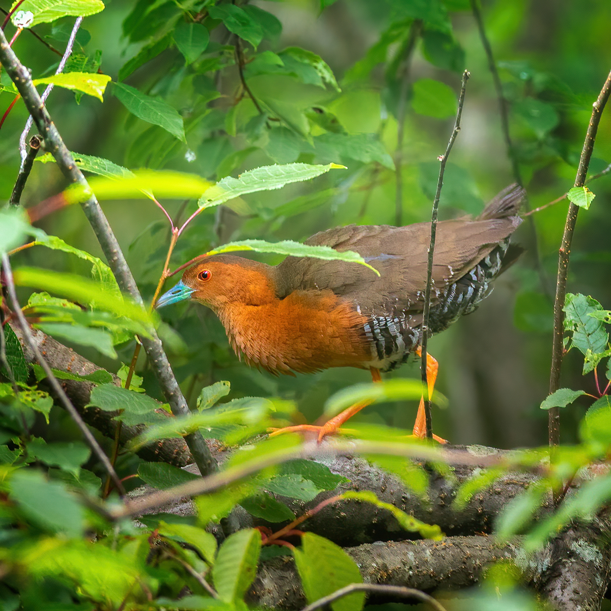 Band-bellied Crake illustration