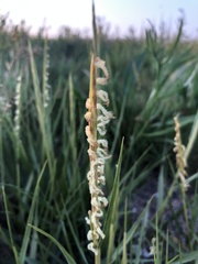 Sporobolus anglicus