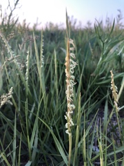 Sporobolus anglicus