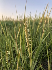 Sporobolus anglicus