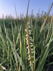 Sporobolus anglicus