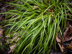 Carex digitalis