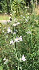 Linaria repens