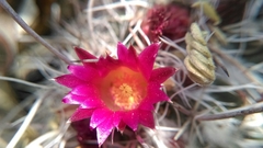 Mammillaria mystax