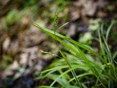 Carex digitalis
