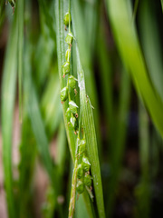 Carex digitalis