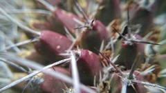 Mammillaria mystax