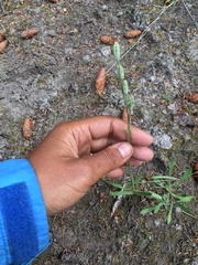 Silene involucrata tenella