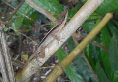 Anolis tropidogaster