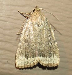 Amphipyra glabella