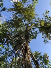 Coccothrinax proctorii