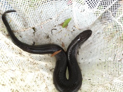 Amphiuma tridactylum