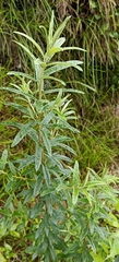 Hippophae salicifolia