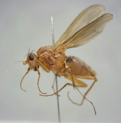 Eccoptomera simplex