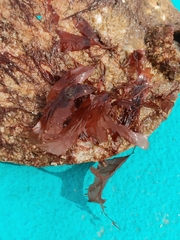 Phycodrys