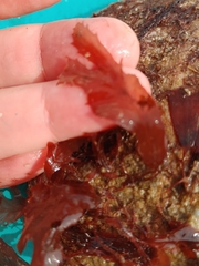 Phycodrys