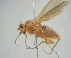 Eccoptomera simplex
