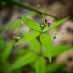 Galium lanceolatum