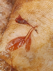Phycodrys