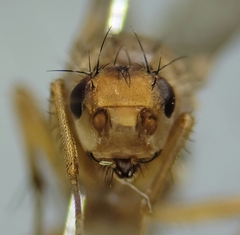 Eccoptomera simplex