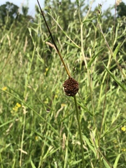 Juncus conglomeratus